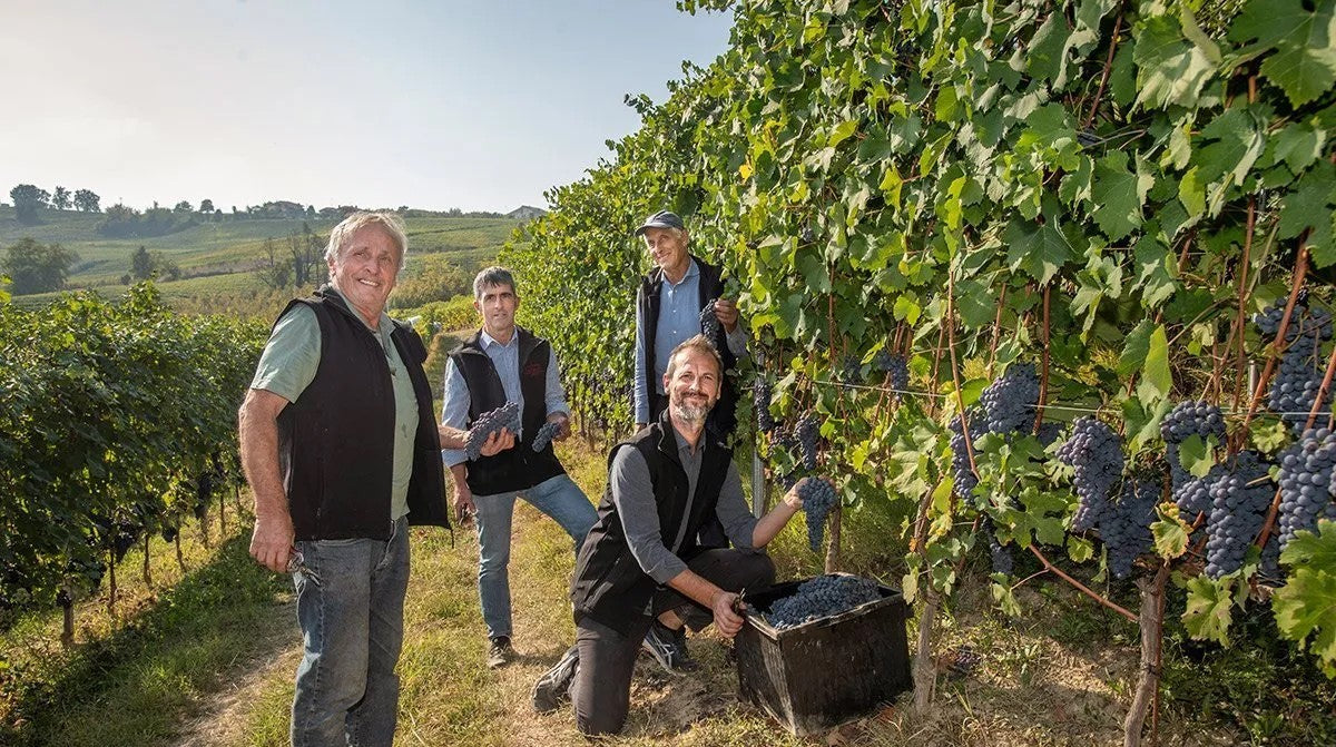 Fratelli Alessandria vendemmia vigne Verduno Langhe Barolo wine producer vineyard harvest
