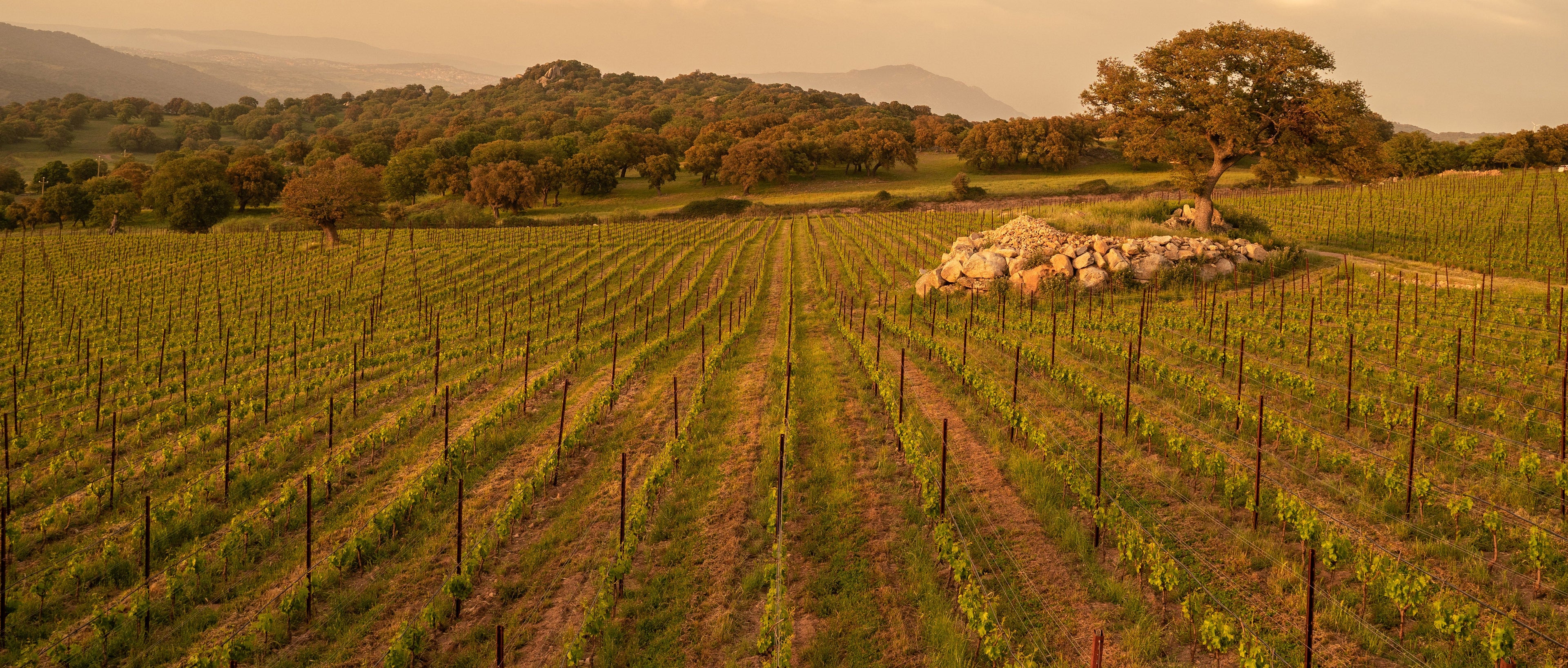 Mamoiada vigneti Barbagia Sardegna | territorio Teularju vino sardo